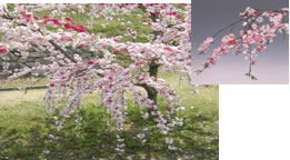 源平しだれ桃 1株